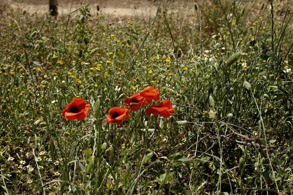 Poppies in a field  western trail riding in Cyprus