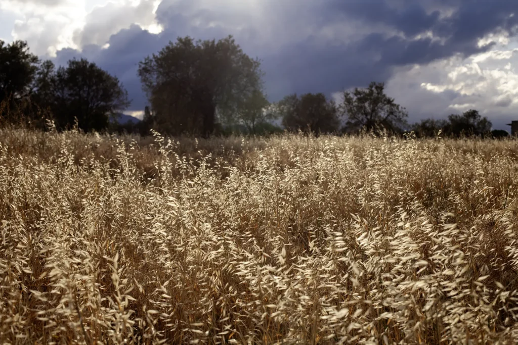 wheat field in sunlight western trail riding in Cyprus