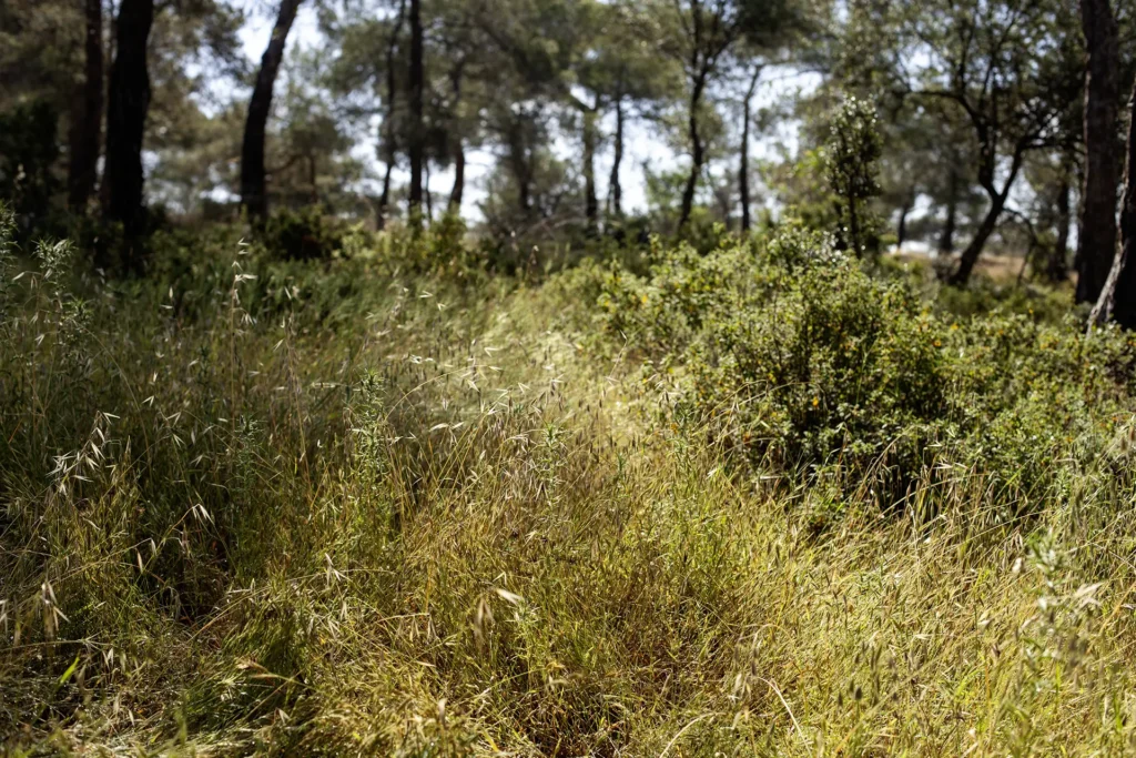 wild grasses at rock rose ranch western trail riding in Cyprus