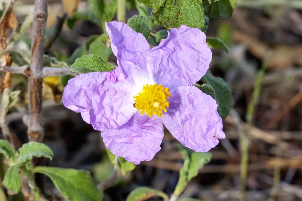 rock rose