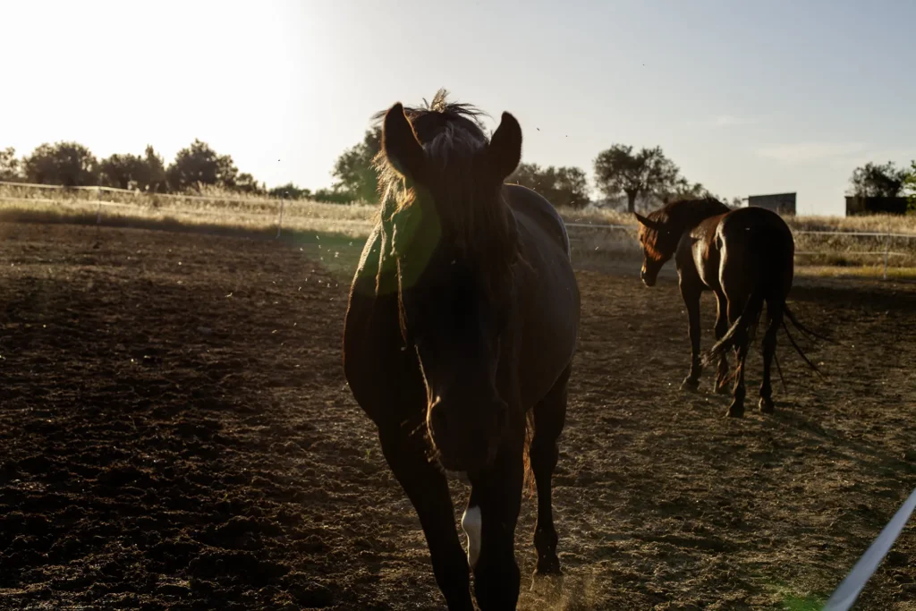 horses in a paddock western trail riding in Cyprus