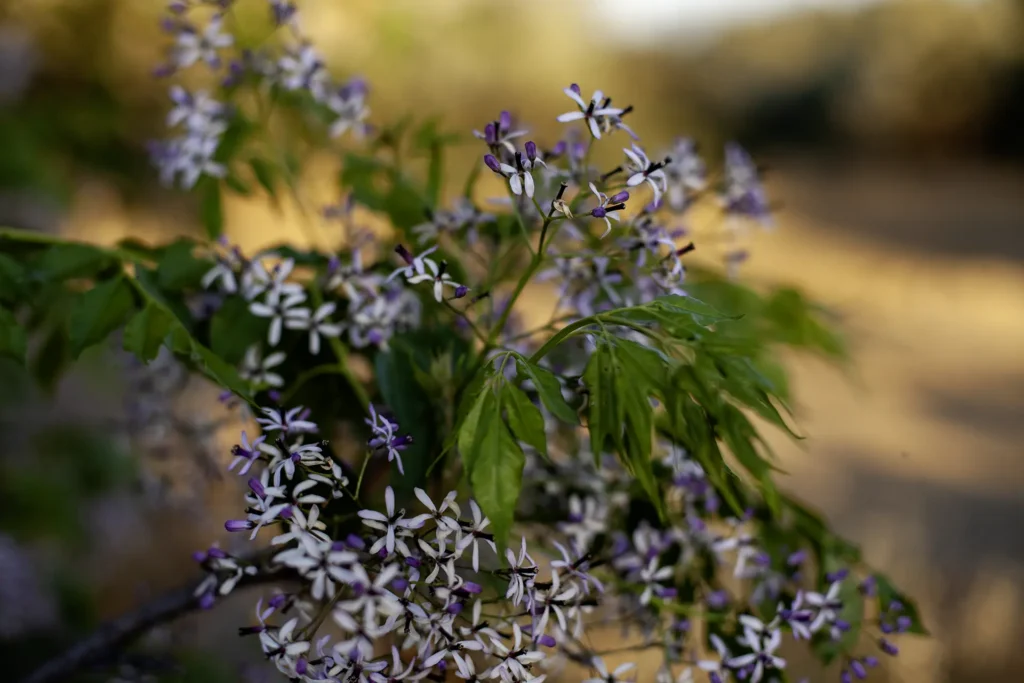 purple flowers