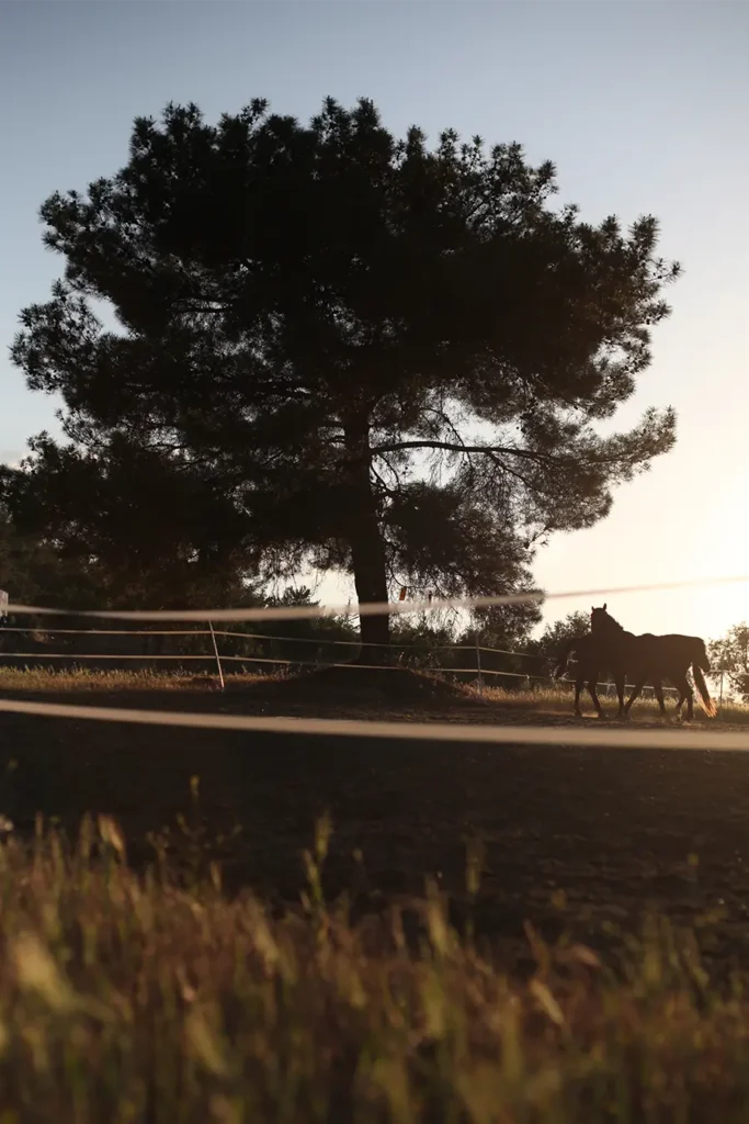 horses in paddock under a tree