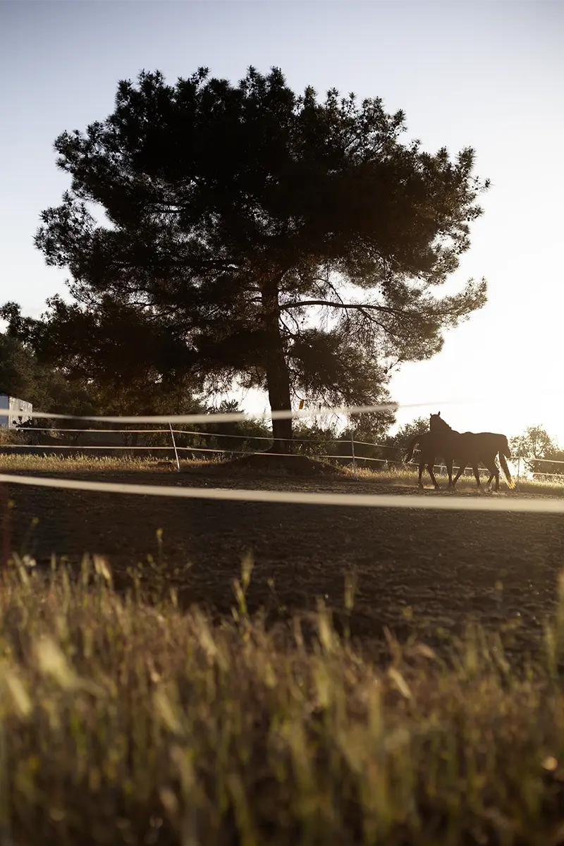 a tree in sunset with two horse under 